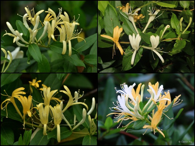 Lonicera (Chamaecerasus) japonica • © Cerlin Ng • All Rights Reserved