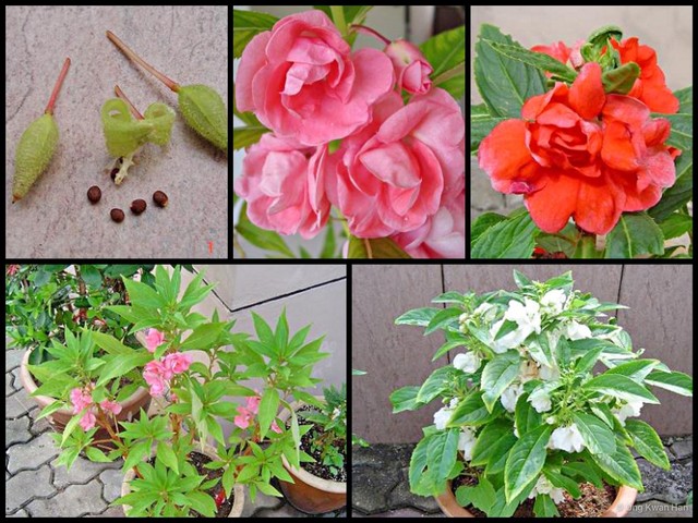 Impatiens (Impatiens) balsamina • © Ong Kwan Han • All Rights Reserved
