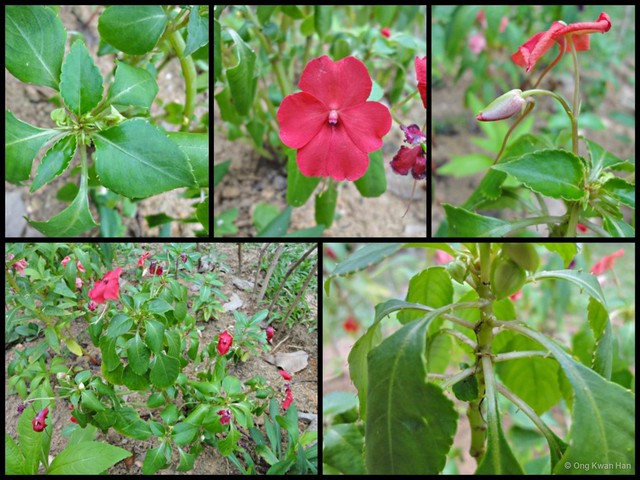 Impatiens (Impatiens) walleriana • © Ong Kwan Han • All Rights Reserved