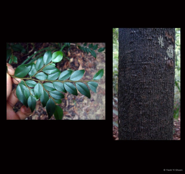 Diospyros buxifolia • © Yeoh Yi Shuen • All Rights Reserved