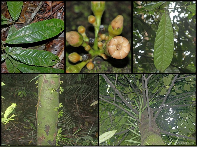 Diospyros diepenhorstii • © Louise Neo • All Rights Reserved