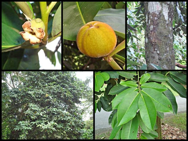Diospyros discolor • © Ong Kwan Han • All Rights Reserved