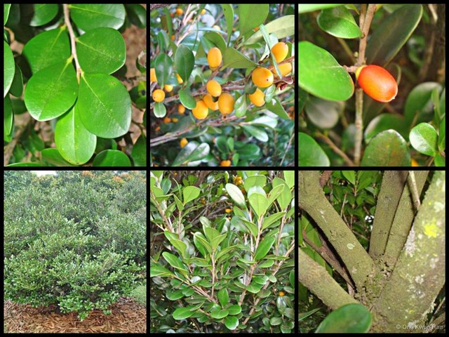 Diospyros ferrea • © Ong Kwan Han • All Rights Reserved