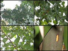 Diospyros lanceifolia