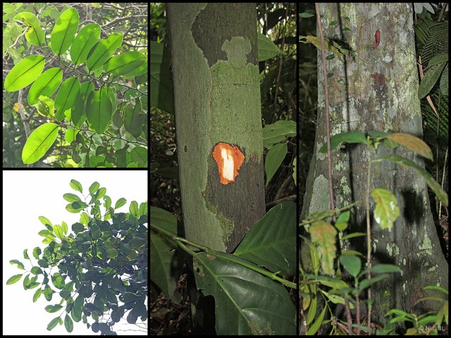Diospyros maingayi • © NUSBL • All Rights Reserved