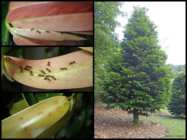 Diospyros malabarica • © Yeoh Yi Shuen • All Rights Reserved