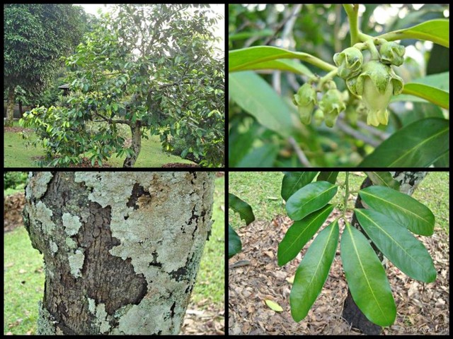 Diospyros nigra • © Ong Kwan Han • All Rights Reserved
