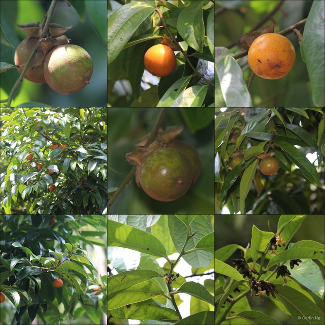 Diospyros oblonga • © Cerlin Ng • All Rights Reserved