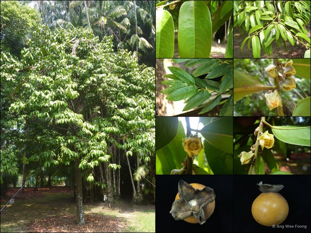 Diospyros pilosanthera var. oblonga • © Ang Wee Foong • All Rights Reserved
