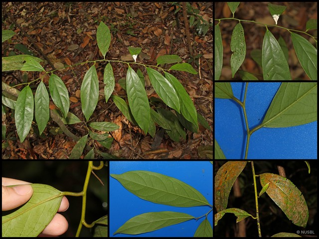 Diospyros styraciformis • © NUSBL • All Rights Reserved