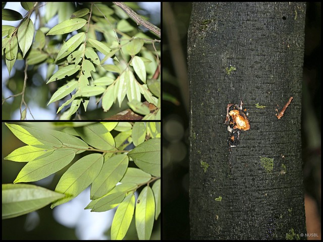 Diospyros subrhomboidea • © NUSBL • All Rights Reserved