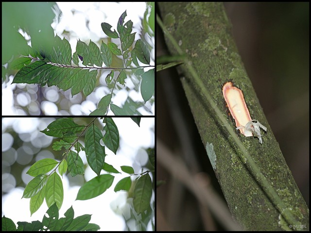 Diospyros sumatrana • © NUSBL • All Rights Reserved