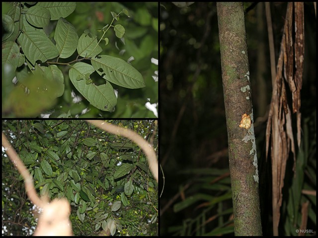 Diospyros venosa • © NUSBL • All Rights Reserved