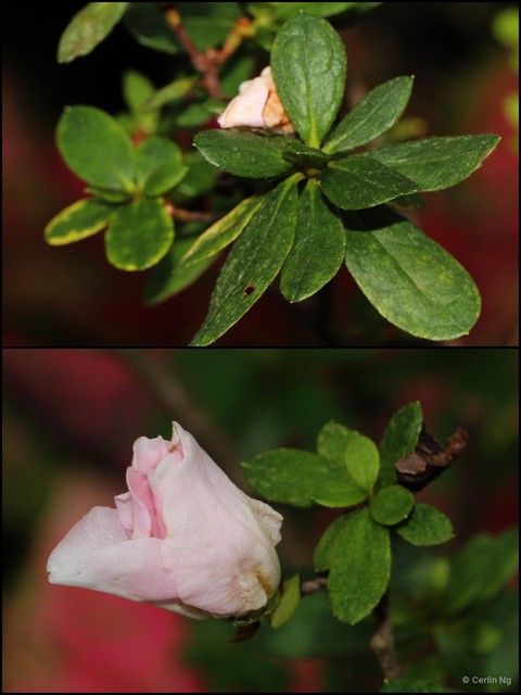 Rhododendron (Azaleastrum) indicum • © Cerlin Ng • All Rights Reserved