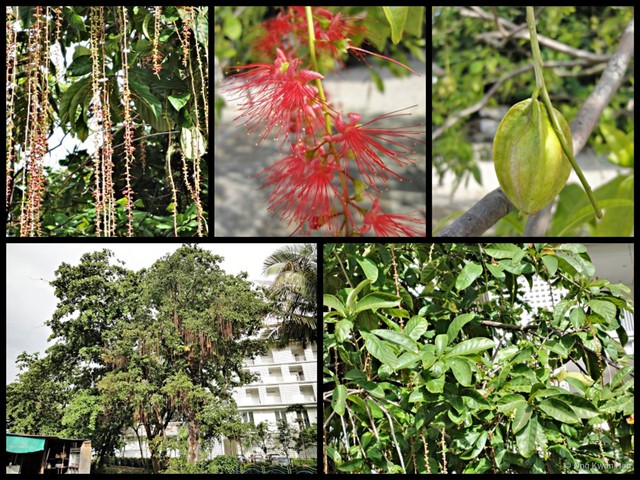 Barringtonia acutangula • © Ong Kwan Han • All Rights Reserved