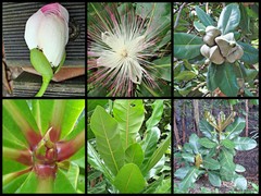 Barringtonia asiatica
