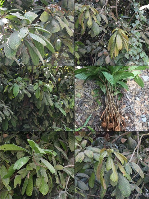 Barringtonia reticulata • © Cerlin Ng • All Rights Reserved