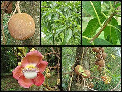 Couroupita guianensis