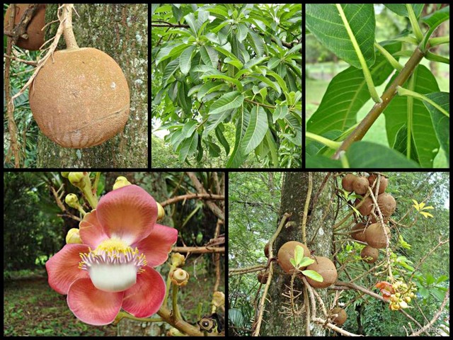 Couroupita guianensis • © Ong Kwan Han • All Rights Reserved