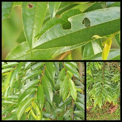 Eurya acuminata