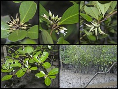 Aegiceras corniculatum