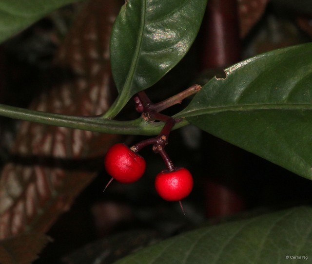 Ardisia comosa • © Cerlin Ng • All Rights Reserved