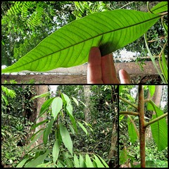 Ardisia complanata