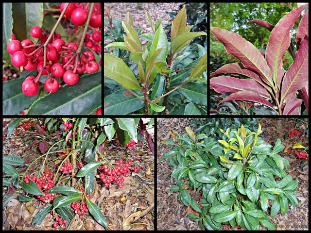 Ardisia crenata • © Ong Kwan Han • All Rights Reserved