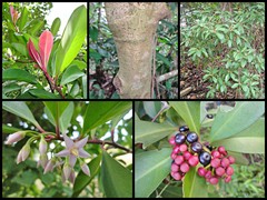 Ardisia elliptica