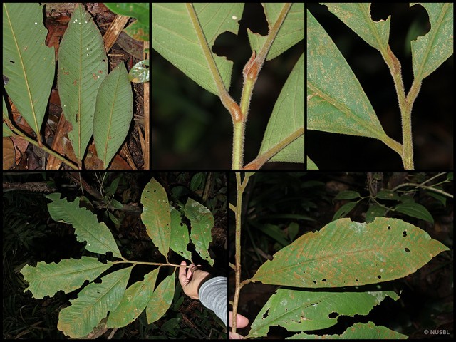 Ardisia teysmanniana • © NUSBL • All Rights Reserved