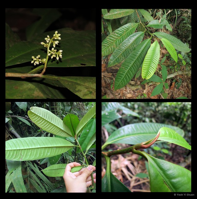 Ardisia wallichii • © Yeoh Yi Shuen • All Rights Reserved
