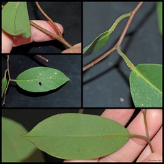 Embelia canescens