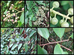 Embelia ribes