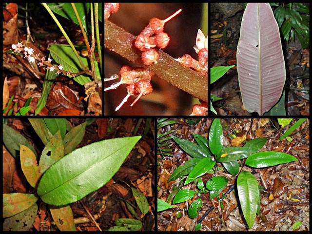 Labisia pumila • © Ong Kwan Han • All Rights Reserved