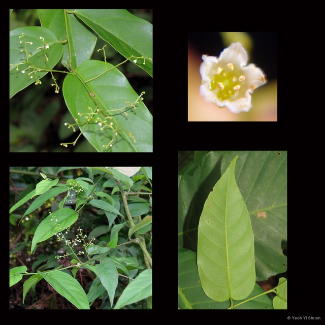 Maesa ramentacea • © Yeoh Yi Shuen • All Rights Reserved