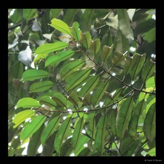 Donella lanceolata