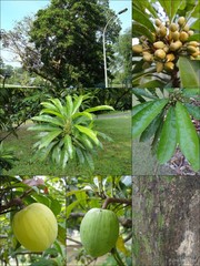 Lucuma campechiana (Kunth) Baehni
