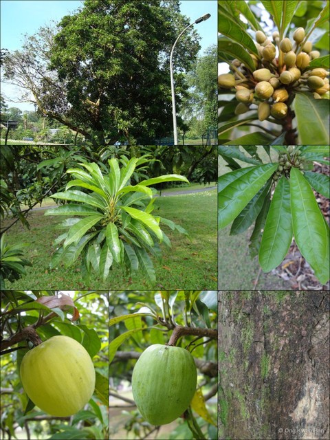 Lucuma campechiana • © Ong Kwan Han • All Rights Reserved