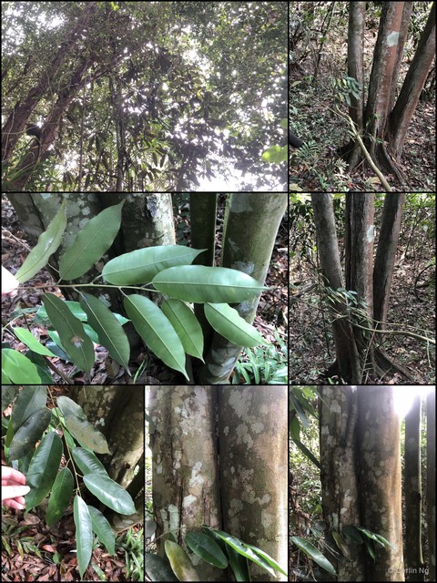 Madhuca decipiens • © Cerlin Ng • All Rights Reserved
