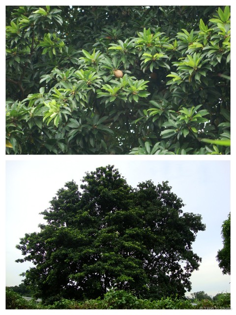 Manilkara zapota • © Yeoh Yi Shuen • All Rights Reserved