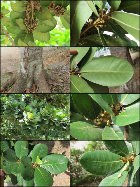 Mimusops balata • © Yeoh Yi Shuen • All Rights Reserved