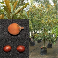 Palaquium gutta