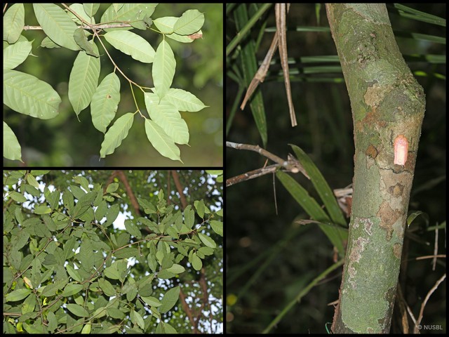 Palaquium hexandrum • © NUSBL • All Rights Reserved