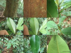 Palaquium microphyllum King & Gamble