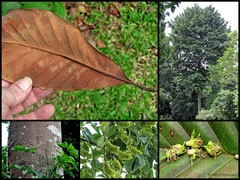 Palaquium obovatum