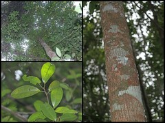 Palaquium rostratum