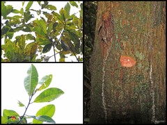 Palaquium xanthochymum
