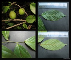 Planchonella maingayi