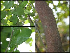 Planchonella obovata