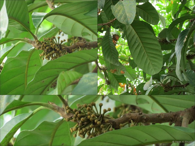 Pouteria malaccensis • © Yeoh Yi Shuen • All Rights Reserved